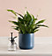Spathiphyllum Peace Lily - Indoor Plant in 9cm Pot - Ideal for Home or Office