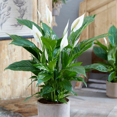 Spathiphyllum Peace Lily Indoor Plants 'Sweet Silver' in a 14 cm Pot - House Plants for Purifying Air - Air Purifying Plants Indoo