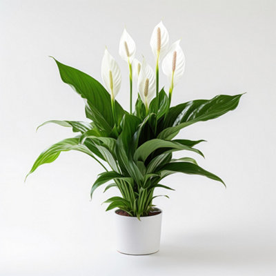 Spathiphyllum Peace Lily Indoor Plants 'Sweet Silver' in a 14 cm Pot - House Plants for Purifying Air - Air Purifying Plants Indoo