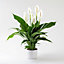 Spathiphyllum Peace Lily Indoor Plants 'Sweet Silver' in a 14 cm Pot - House Plants for Purifying Air - Air Purifying Plants Indoo