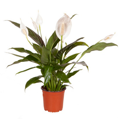Spathiphyllum Peace Lily Indoor Plants 'Sweet Silver' in a 14 cm Pot - House Plants for Purifying Air - Air Purifying Plants Indoo - 3