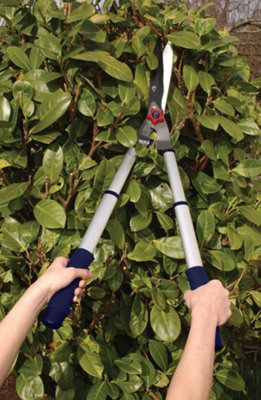 Spear and deals jackson hedge shears