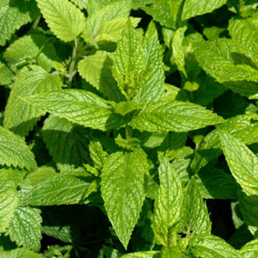 Spearmint Herb Plant - Refreshing Flavour, Compact Growth, Versatile (5-15cm Height Including Pot)