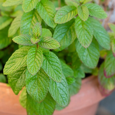 Spearmint Plant in 13cm Pot - Mentha spicata for Culinary Use
