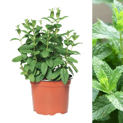 plastic terracotta plant pots 1.5" Miniature Plastic Pot