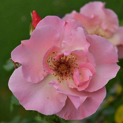 Special Anniversary Hybrid Tea Rose Bush Heavily Scented Rich Pink ...