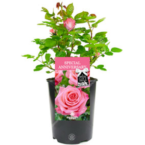 Special Anniversary Pink Rose - Outdoor Plant, Ideal for Gardens, Compact Size