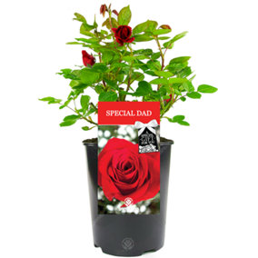 Special Dad Red Rose - Outdoor Plant, Ideal for Gardens, Compact Size