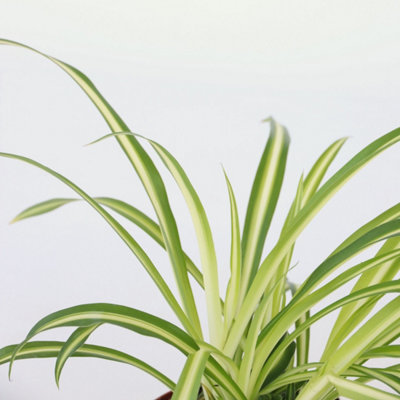 Piante da vaso: Chlorophytum, Falangio, Chlorophytum comosum o elatum o