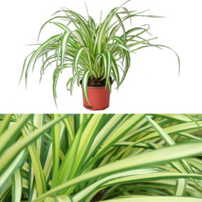 Spider Plant in 12cm Pot - Chlorophytum comosum - Indoor Air Purify Plant