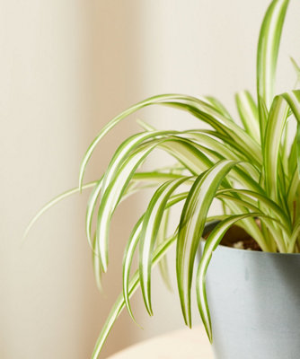 Spider Plant in 12cm Pot - Chlorophytum comosum - Indoor Air Purify Plant - 4