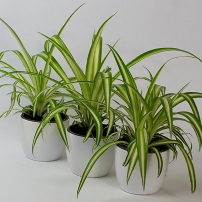 Spider Plant x 3 - House Plants in 9cm Pots for Indoor Air Purifying , Real Houseplants with Pot , Houseplant for Indoors