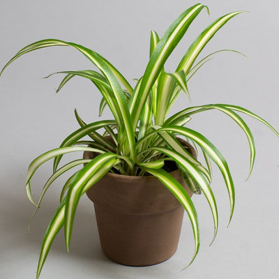 Spider Plant x 3 - House Plants in 9cm Pots for Indoor Air Purifying , Real Houseplants with Pot , Houseplant for Indoors