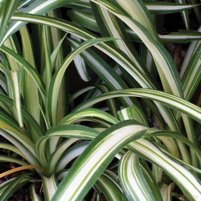Spider Plant x 3 - House Plants in 9cm Pots for Indoor Air Purifying , Real Houseplants with Pot , Houseplant for Indoors