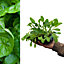 Spinach Beet 'Perpetual Spinach' Plants - 8 Pack - Easy Planting