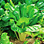 Spinach Beet 'Perpetual Spinach' Plants - 8 Pack - Easy Planting