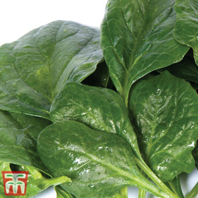 Spinach Helios F1 1 Seed Packet  (300 Seeds)