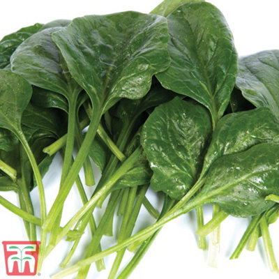 Spinach Helios F1 1 Seed Packet  (300 Seeds)