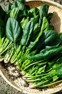 Spinach Seeds America Variety 400 Seeds UK Garden Vegetable Seeds  Indoor Outdoor Growing Pack