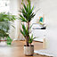 Spineless Yucca - Striking and Low-Maintenance Indoor Plant for Interior Spaces (120-140cm Height Including Pot)