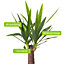 Spineless Yucca - Striking and Low-Maintenance Indoor Plant for Interior Spaces (120-140cm Height Including Pot)