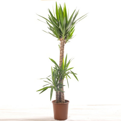 Spineless Yucca - Striking and Low-Maintenance Indoor Plant for ...