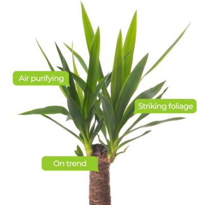 Spineless Yucca - Striking and Low-Maintenance Indoor Plant for Interior Spaces (140-160cm Height Including Pot)