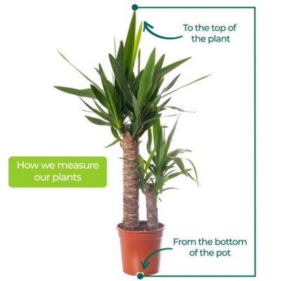 Spineless Yucca - Striking and Low-Maintenance Indoor Plant for Interior Spaces (140-160cm Height Including Pot) - 4