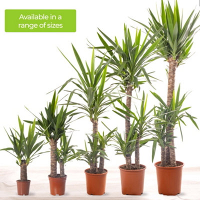 Spineless Yucca - Striking and Low-Maintenance Indoor Plant for Interior Spaces (140-160cm Height Including Pot) - 5