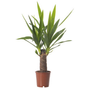 Spineless Yucca - Striking and Low-Maintenance Indoor Plant for Interior Spaces (40-50cm Height Including Pot)