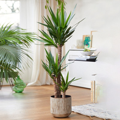 Spineless Yucca - Striking and Low-Maintenance Indoor Plant for Interior Spaces (40-50cm Height Including Pot)