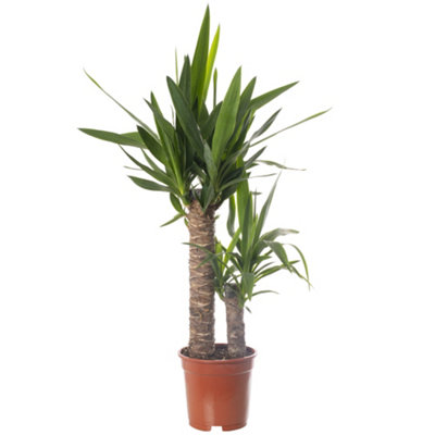 Spineless Yucca - Striking and Low-Maintenance Indoor Plant for Interior Spaces (70-80cm Height Including Pot)
