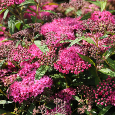 Spiraea Anthony Waterer Garden Shrub - Pink Blooms, Compact Growth, Medium Size (20-30cm Height Including Pot)