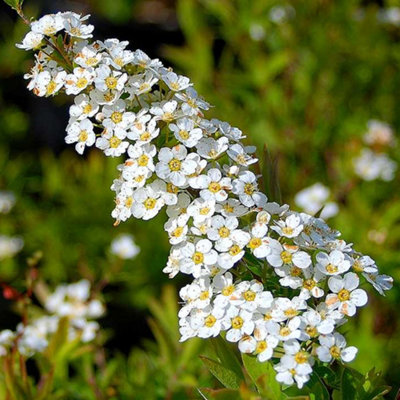 Spiraea Arguta Garden Plant, 3 Plants - White Flowers, Deciduous Foliage, Hardy (15-30cm Height Including Pot)