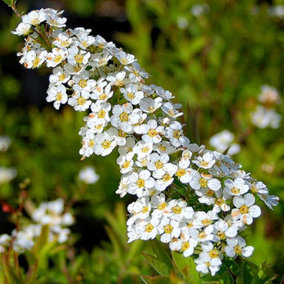 Spiraea Arguta Garden Plant - White Flowers, Deciduous Foliage, Hardy (15-30cm Height Including Pot)