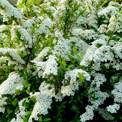 Spiraea Arguta Garden Plant - White Flowers, Deciduous Foliage, Hardy (15-30cm Height Including Pot)
