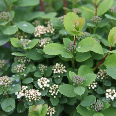 Spiraea betulifolia Tor 3.5 Litre Potted Plant x 1