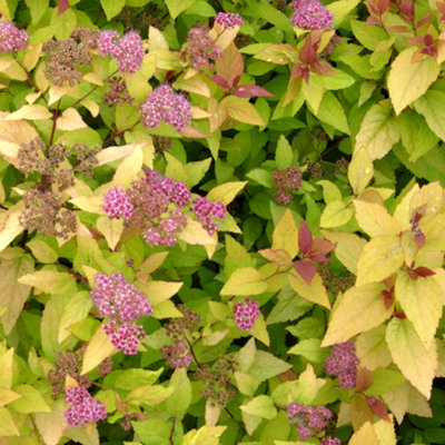 Spiraea Firelight Garden Shrub - Pink Blooms, Compact Growth, Medium Size (20-30cm Height Including Pot)