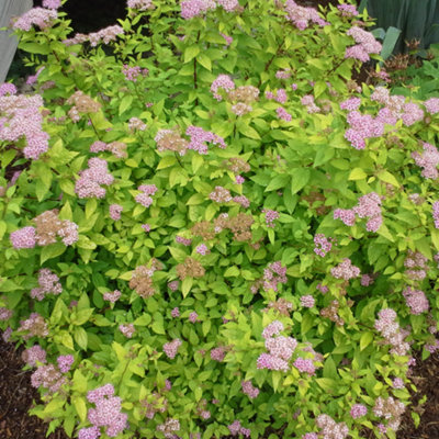 Spiraea Goldflame Garden Shrub - Variegated Foliage, Compact Growth, Medium Size (30-40cm Height Including Pot)