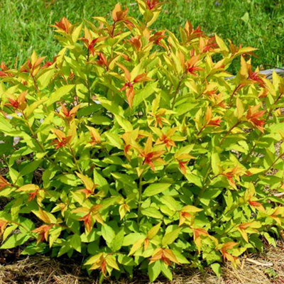 Spiraea Goldflame Garden Shrub - Variegated Foliage, Compact Growth ...