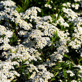 Spiraea Grefsheim Garden Plant - Clusters of White Flowers, Deciduous Foliage, Hardy (15-30cm Height Including Pot)