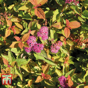 Spiraea japonica Firelight 9cm Potted Plant x 2