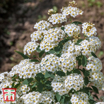 Spiraea Nipponica Snowmound 3.6 Litre Potted Plant x 1