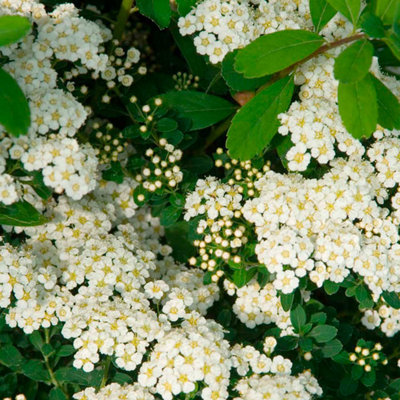 Spiraea Nipponica Snowmound 3.6 Litre Potted Plant x 1