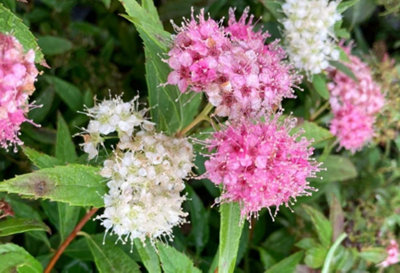 Spiraea Shirobana Colourful Garden Shrubs Pack of 3