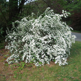 Spiraea Snowmound Garden Plant - White Flower Clusters, Deciduous Foliage, Hardy (15-30cm Height Including Pot)