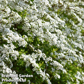 Spiraea thunbergii 9cm Potted Plant x 1 - Loved by pollinators