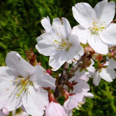 Spire Flowering Cherry Blossom Tree Outdoor Ornamental Prunus Bare Root ...
