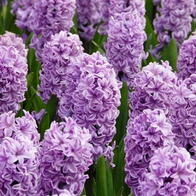 Splendid Cornelia Hyacinth Bulbs (10 Bulbs)