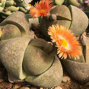 Split Rock Succulent Plant - Pleiospilos nelii in 8.5cm Pot - Easy to Maintain